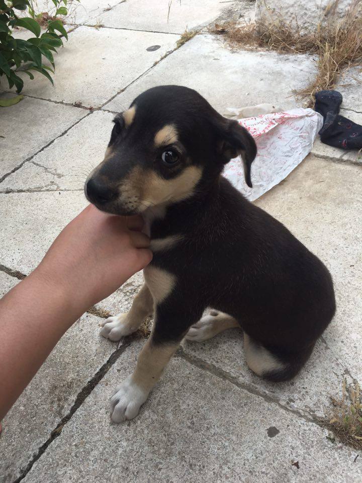 13514266_10201705378992493_1462681031_n