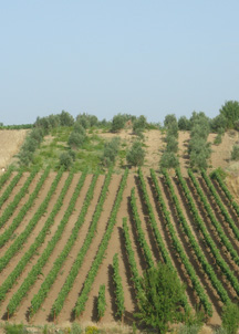 vineyards3